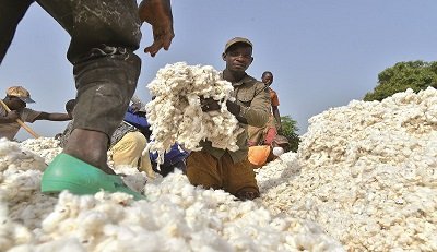 ‘Creation Of Cotton Board Will Pave Way For Nigeria’s Industrial Growth, Create Jobs’